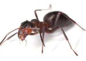 Acrobat Ant