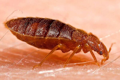 Adult Bed Bug