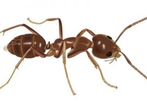 Argentine Ant