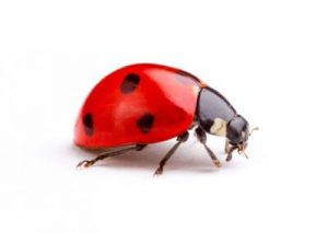 Asian Lady Beetle