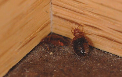 Bed Bug in Corner