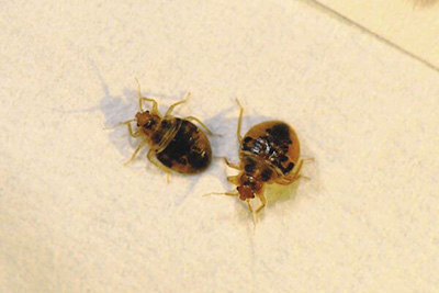 Bed Bug Treatment