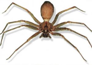 Brown Recluse