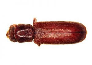 Powderpost Beetle