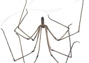 Cellar Spider