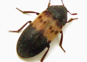 Larder Beetle