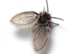 Moth Fly