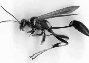 Mud Dauber Wasp