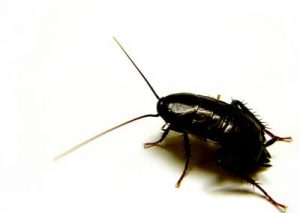 Oriental Cockroach