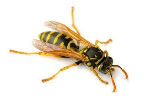 Paper Wasp