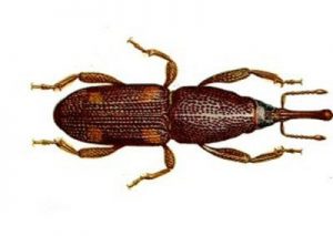 Rice Weevil