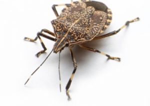 Stink Bug