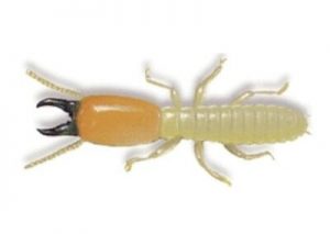 Subterranean Termite