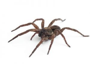 Wolf Spider