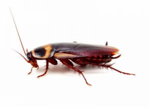 American Cockroach