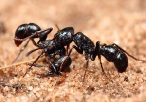 Ant Control