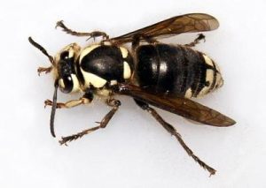 Baldfaced Hornet