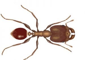 Big Headed Ant