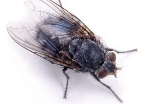 Blue Bottle Fly 