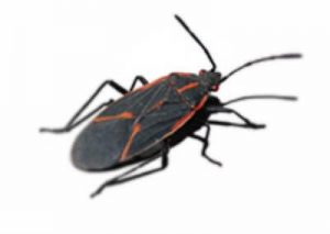 Boxelder Bug