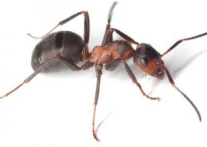 Carpenter Ant