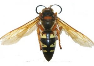 Cicada Killer Wasp