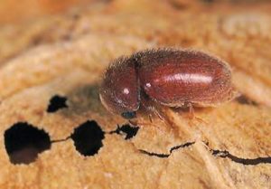 Pantry Pest