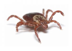 American Dog Tick