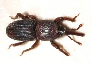 Grain Weevil