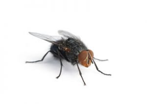 House Fly