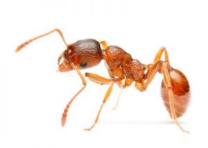 Pharaoh Ant