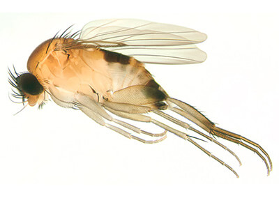 Phorid Fly