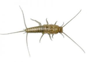 Silverfish