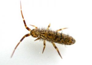 Springtail