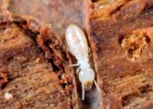 Termites