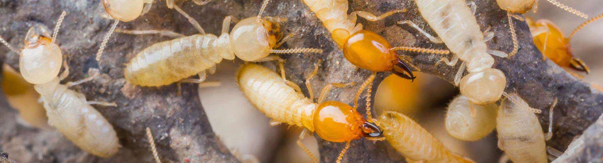 Extermital Termite & Pest Control