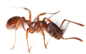 Argentine Ant