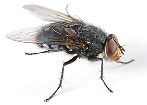 Blue Bottle Fly 