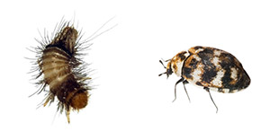 Carpet Beetle