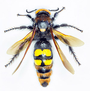 Cicada Killer Wasp