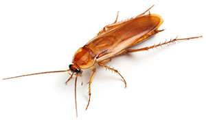 German Cockroach