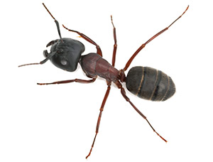 Big Gead Ant