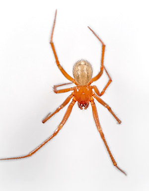 Yellow Sac Spider