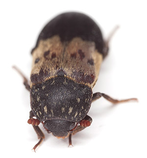 Larder Beetle