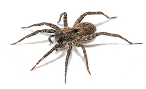 Wolf Spider