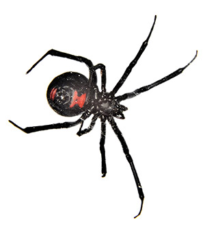 Black Widow