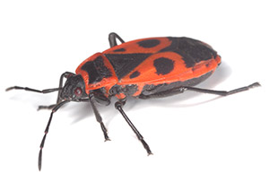 Boxelder Bug