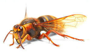 European Hornet