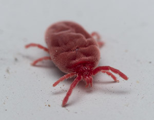 Clover Mite