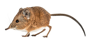 Shrew